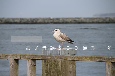 麦子借款500逾期一年 麦子借款500逾期一年