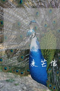 麦芒信用管家逾期怎么了 麦芒信用管家逾期怎么了