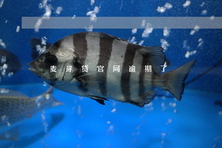 麦芽贷官网逾期了 麦芽贷官网逾期了