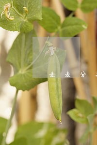 麦麦分期只还本金可以吗 麦麦分期只还本金可以吗