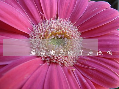 麻古油鸟吃了违法吗 麻古油鸟吃了违法吗