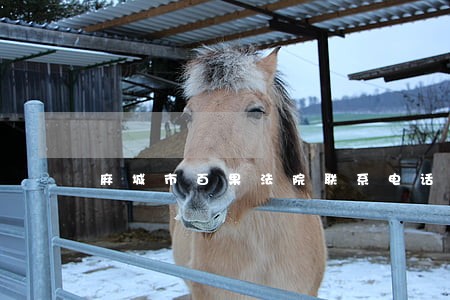麻城市百果法院联系电话 麻城市百果法院联系电话