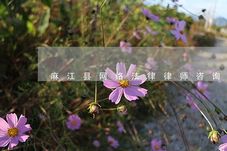 麻江县网络法律律师咨询电话
