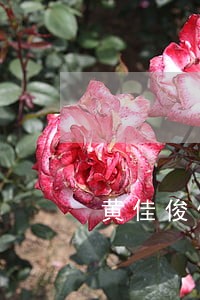 黄佳俊信用逾期 黄佳俊信用逾期