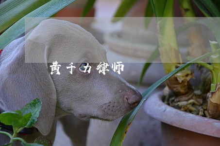 黄千力律师 黄千力律师