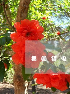 黄圃镇电信通讯在线律师 黄圃镇电信通讯在线律师