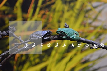 黄埔区交通违法处理室搬迁
