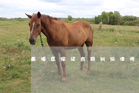 黄埔区保证合同纠纷律师在线咨询 黄埔区保证合同纠纷律师在线咨询
