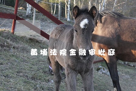 黄埔法院金融审批庭 黄埔法院金融审批庭