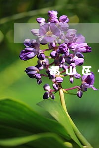 黄山区外贸担保律师 黄山区外贸担保律师