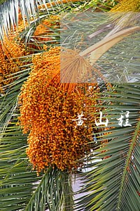 黄山程文伟信用卡逾期
