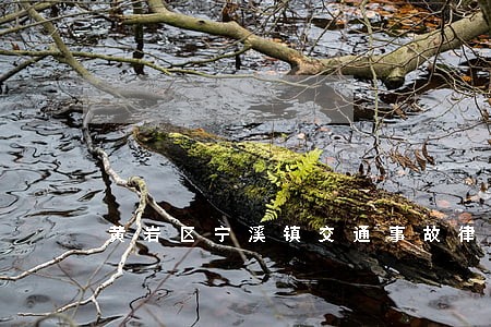 黄岩区宁溪镇交通事故律师 黄岩区宁溪镇交通事故律师