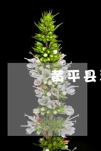 黄平县票据在线律师