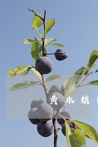 黄水镇违法建筑
