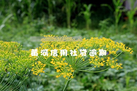 黄河信用社贷逾期 黄河信用社贷逾期