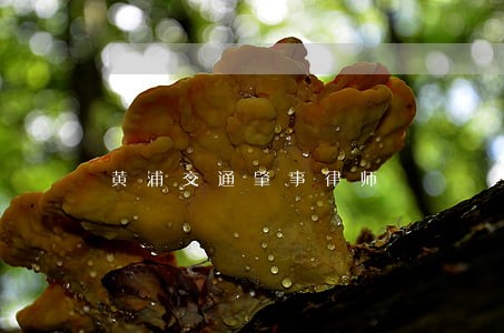 黄浦交通肇事律师 黄浦交通肇事律师