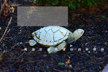黄浦区业务维权调解律师在线 黄浦区业务维权调解律师在线