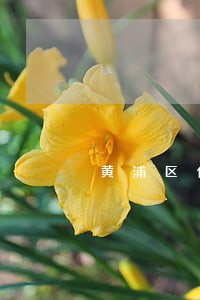 黄浦区优质刑事案律师咨询追求 黄浦区优质刑事案律师咨询追求