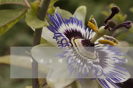 黄浦区债务追收律师联系方式 黄浦区债务追收律师联系方式