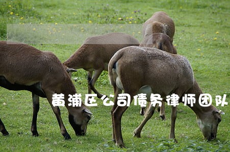 黄浦区公司债务律师团队 黄浦区公司债务律师团队