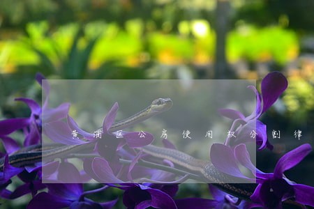 黄浦区公房使用权分割律师 黄浦区公房使用权分割律师