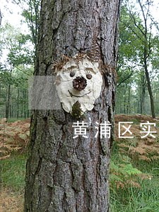 黄浦区实惠借款合同律师 黄浦区实惠借款合同律师