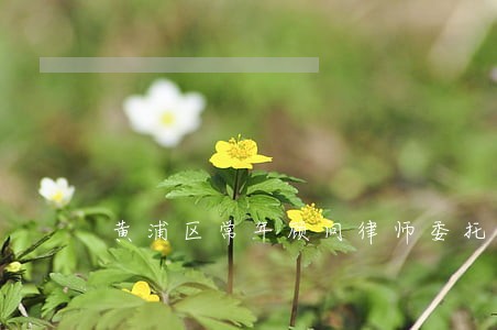 黄浦区常年顾问律师委托费用
