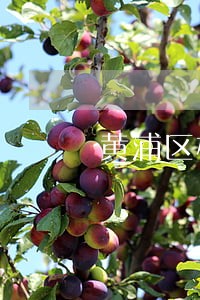 黄浦区权威遗嘱继承纠纷律师规定