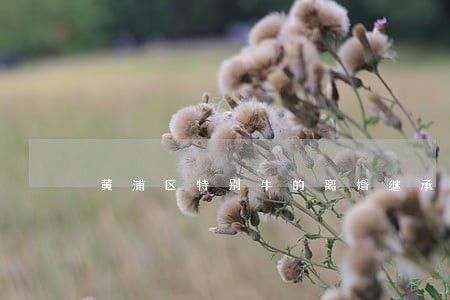 黄浦区特别牛的离婚继承律师规定