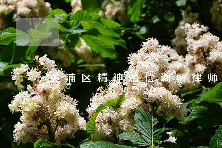 黄浦区精神赔偿调解律师价格