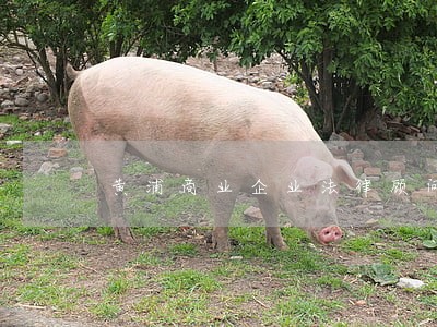 黄浦商业企业法律顾问所 黄浦商业企业法律顾问所