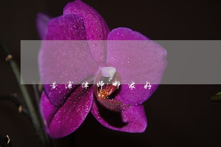 黄浦律师哪家好 黄浦律师哪家好