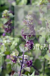 黄浦法院离婚起诉时间 黄浦法院离婚起诉时间