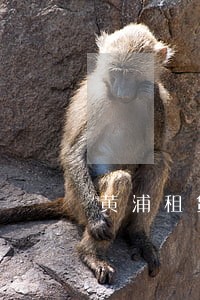 黄浦租赁债权债务处理律师推荐