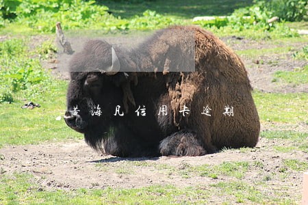 黄海凡信用卡逾期 黄海凡信用卡逾期