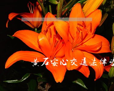 黄石安心交通法律咨询有限公司 黄石安心交通法律咨询有限公司