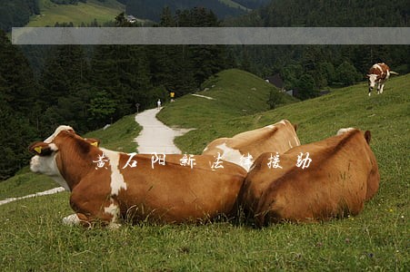 黄石阳新法律援助