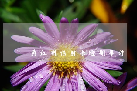 黄红明信用卡逾期事件