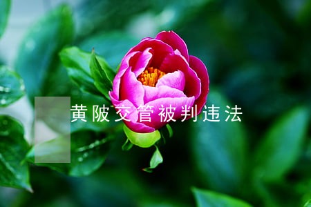 黄陂交管被判违法
