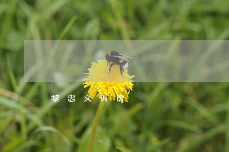 黎忠文诉讼