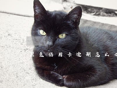 黑兔信用卡逾期怎么办 黑兔信用卡逾期怎么办