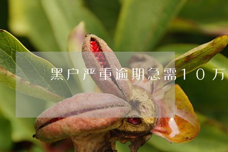 黑户严重逾期急需10万 黑户严重逾期急需10万