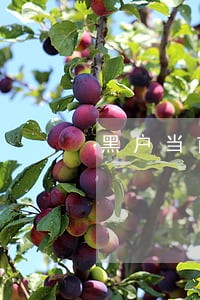 黑户当前逾期秒下5千 黑户当前逾期秒下5千