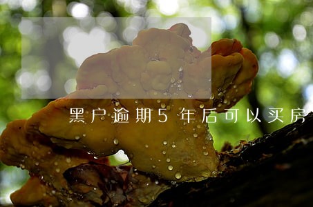 黑户逾期5年后可以买房贷款吗 黑户逾期5年后可以买房贷款吗
