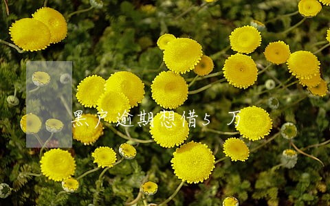 黑户逾期想借5万 黑户逾期想借5万