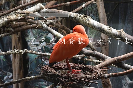 黑户逾期贷款百分百下款的 黑户逾期贷款百分百下款的