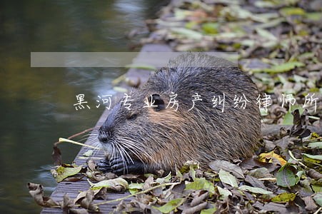 黑河专业房产纠纷律师所 黑河专业房产纠纷律师所