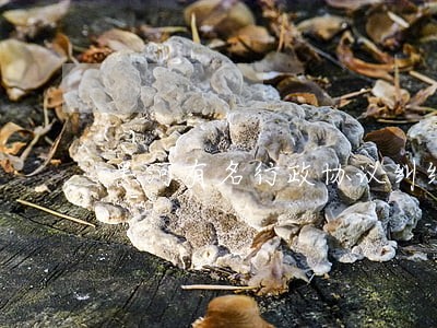 黑河有名行政协议纠纷律师 黑河有名行政协议纠纷律师