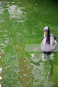 黑漫君律师 黑漫君律师