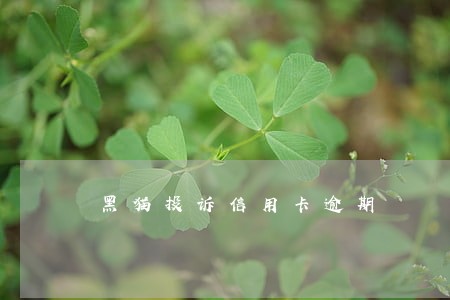 黑猫投诉信用卡逾期 黑猫投诉信用卡逾期